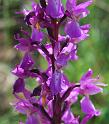 orchis mascula 